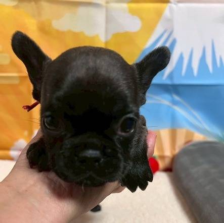 フレンチブルドッグ　ご家族様が決まりました