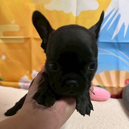 フレンチブルドッグ　お客様が決まりました