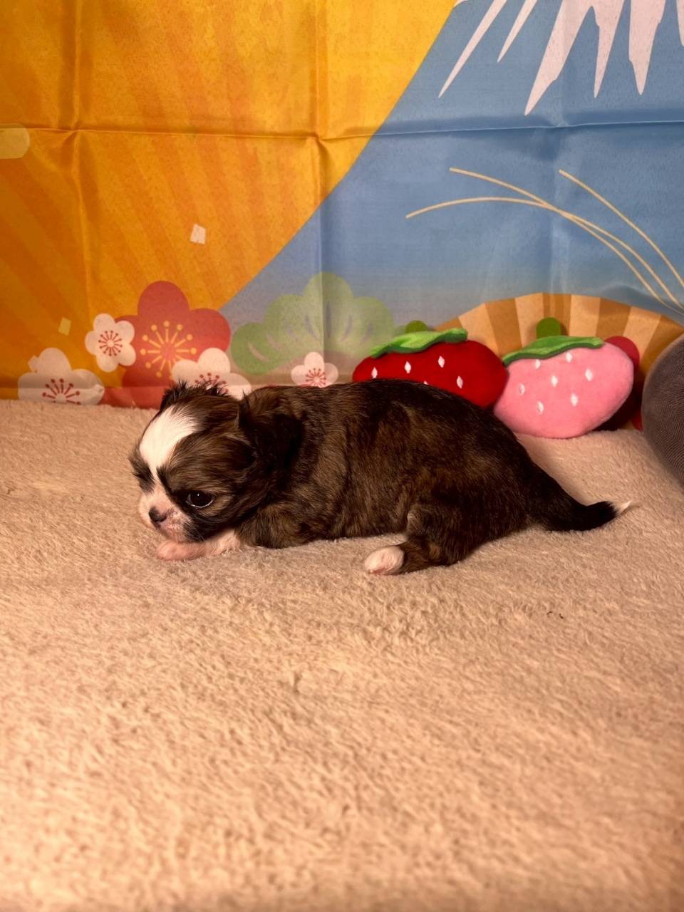 チワシーズー（チワワ×シーズー）ご家族様が決まりました