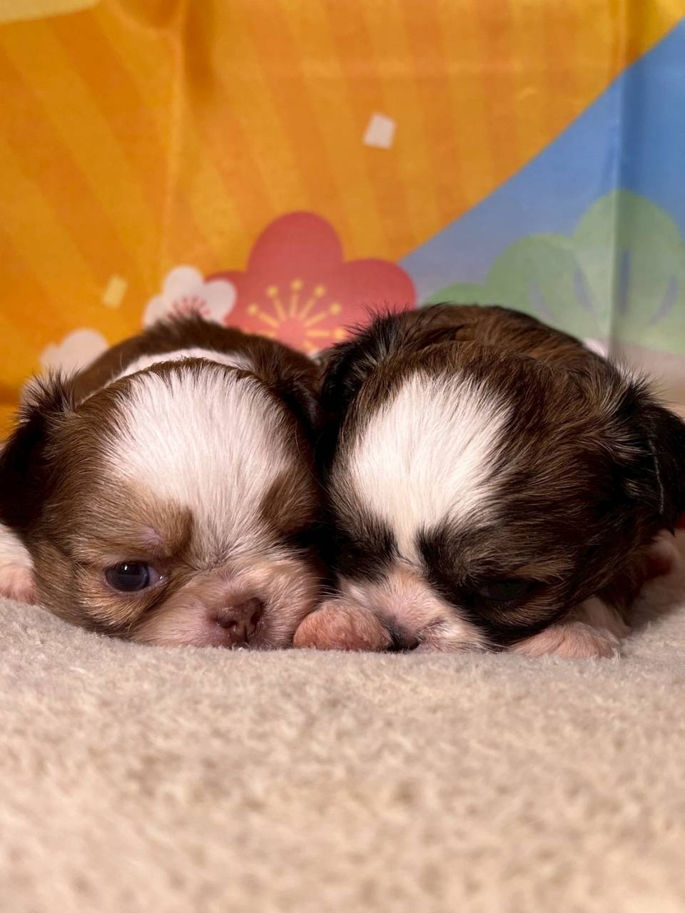 チワシーズー（チワワ×シーズー）ご家族様が決まりました