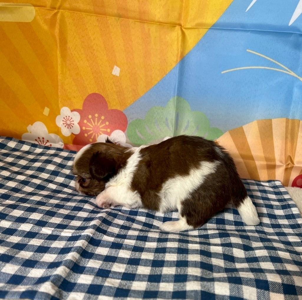 チワシーズー（チワワ×シーズー）ご家族様が決まりました