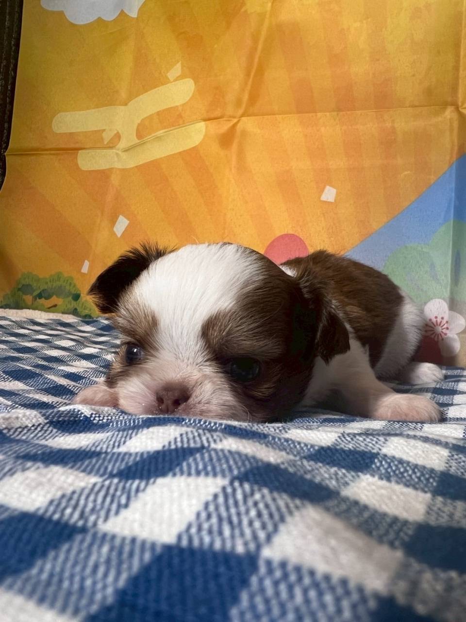 チワシーズー（チワワ×シーズー）ご家族様が決まりました