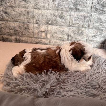 マルシーズー（マルチーズ×シーズー）ご家族様が決まりました。