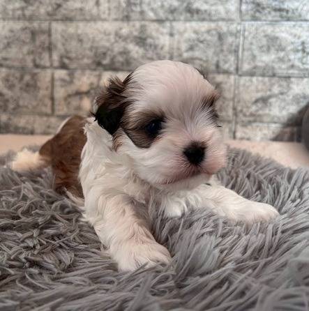 マルシーズー（マルチーズ×シーズー）ご家族様が決まりました。