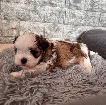 マルシーズー（マルチーズ×シーズー）ご家族様が決まりました。