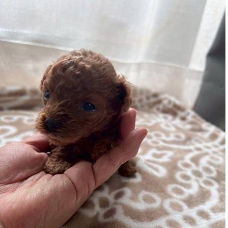 トイプードルの仔犬のお目目があいたよ❤岐阜県養老町のブリーダー「ワンダフルパピー」です。