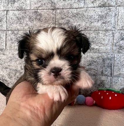 チワシーズー（チワワ×シーズー）ご家族様が決まりました