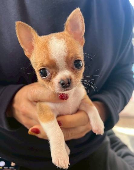 チワワ（スムース）ご家族様が決まりました