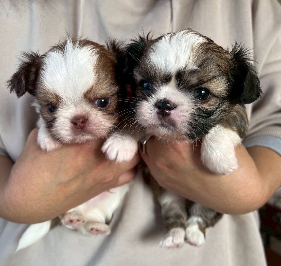 チワシーズー（チワワ×シーズー）ご家族様が決まりました