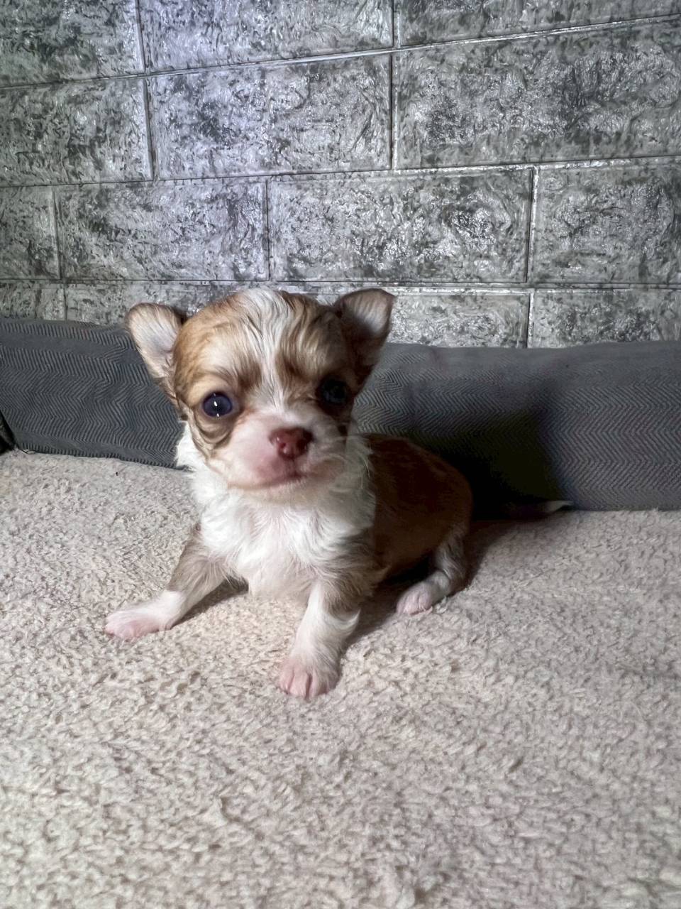 チワワ（ロングコート）ご家族様が決まりました