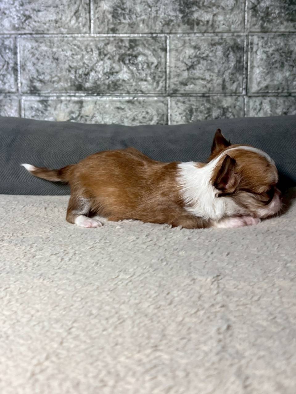 チワワ（ロングコート）ご家族様が決まりました