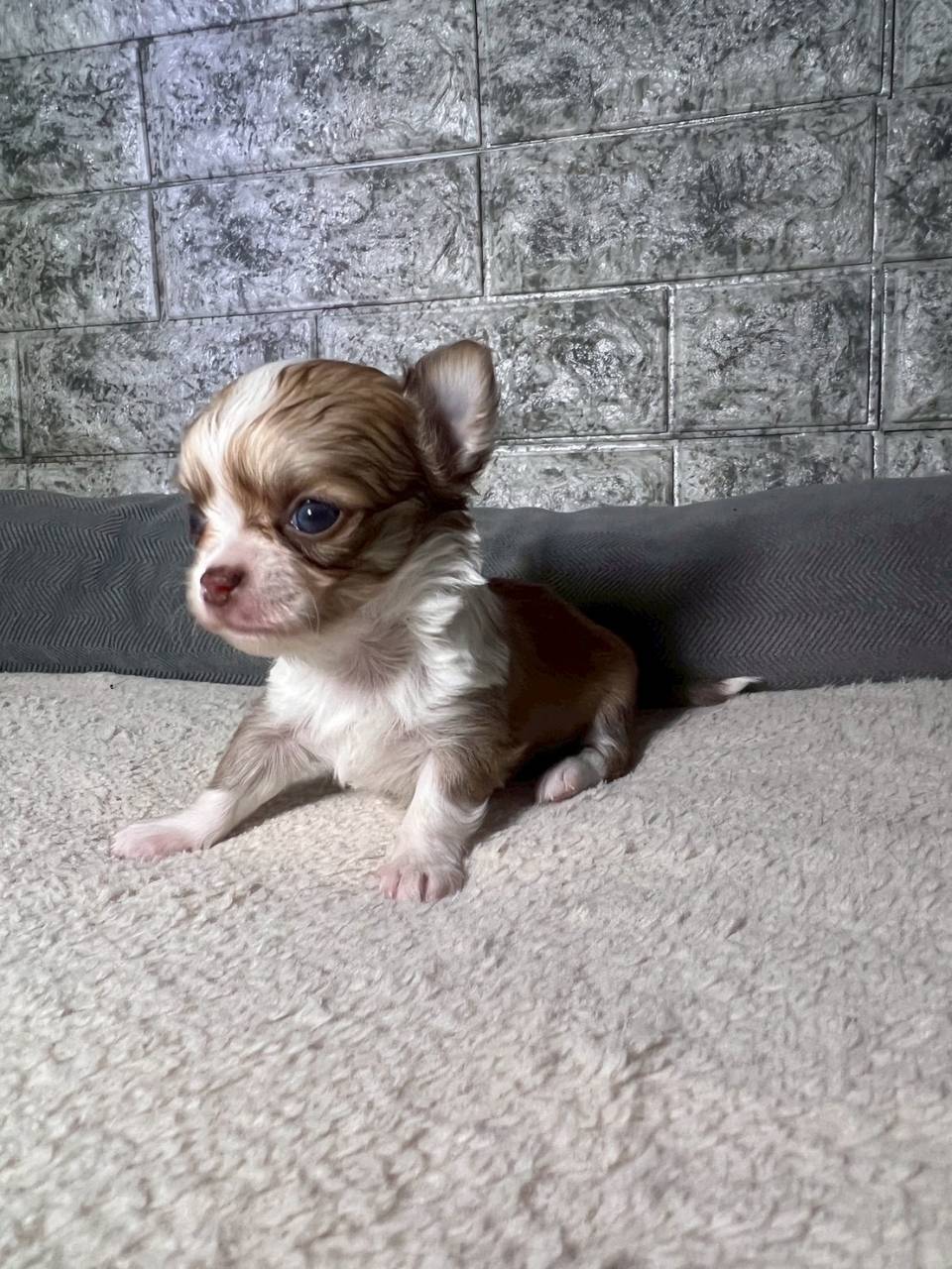 チワワ（ロングコート）ご家族様が決まりました