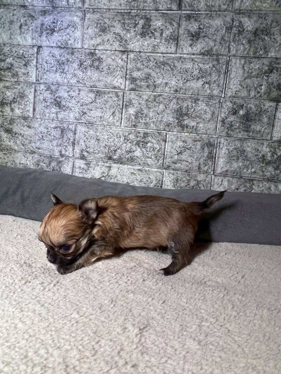 チワワ（ロングコート）ご家族様が決まりました