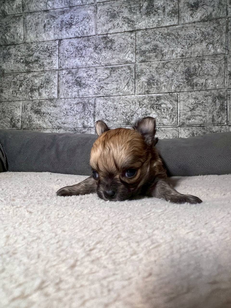 チワワ（ロングコート）ご家族様が決まりました