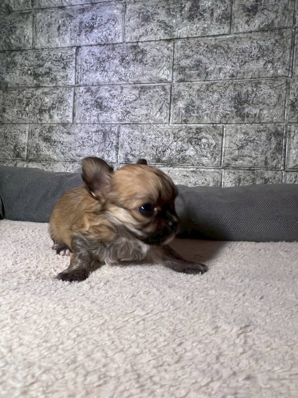 チワワ（ロングコート）ご家族様が決まりました