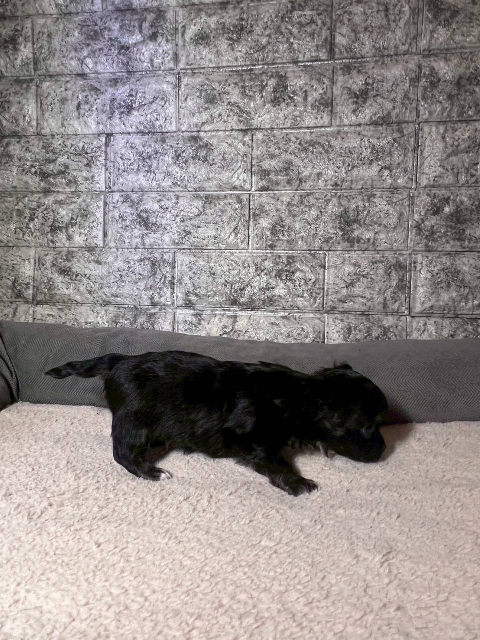 チワワ（ロングコート）ご家族様が決まりました