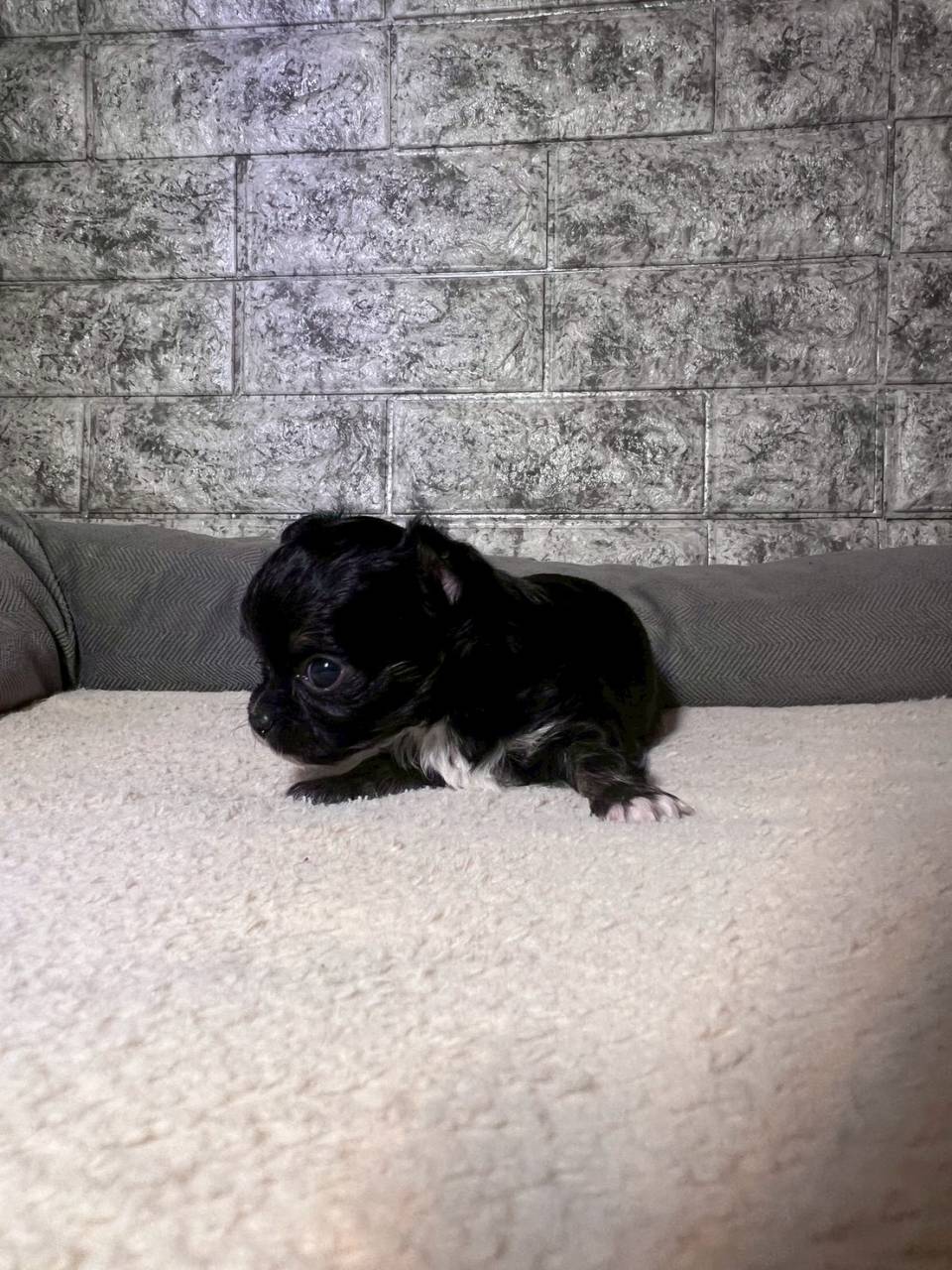 チワワ（ロングコート）ご家族様が決まりました