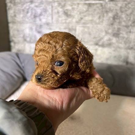 トイプードル　ご家族様決まりました。