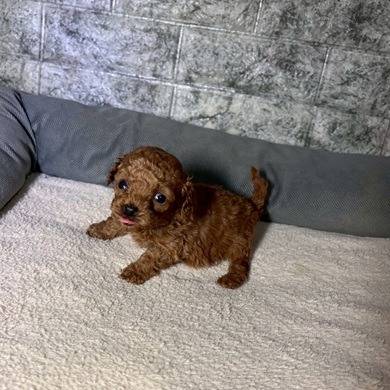 トイプードル　ご家族様決まりました。