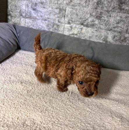 トイプードル　ご家族様決まりました。