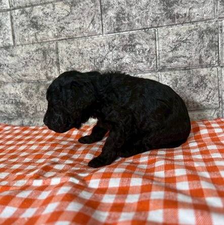 トイプードル　ご家族様が決まりました。