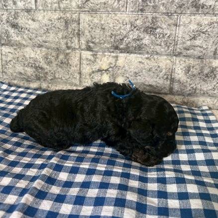 トイプードル　ご家族様が決まりました。