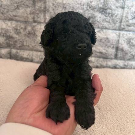 トイプードル　ご家族様が決まりました。