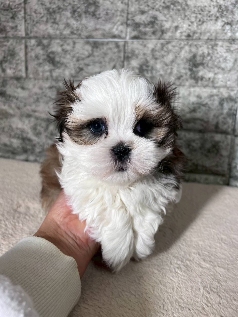 マルシーズー（マルチーズ×シーズー）ご家族様が決まりました。