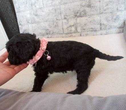 トイプードル　ご家族様が決まりました。