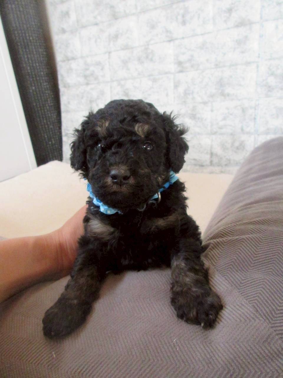 トイプードル　ご家族様が決まりました。