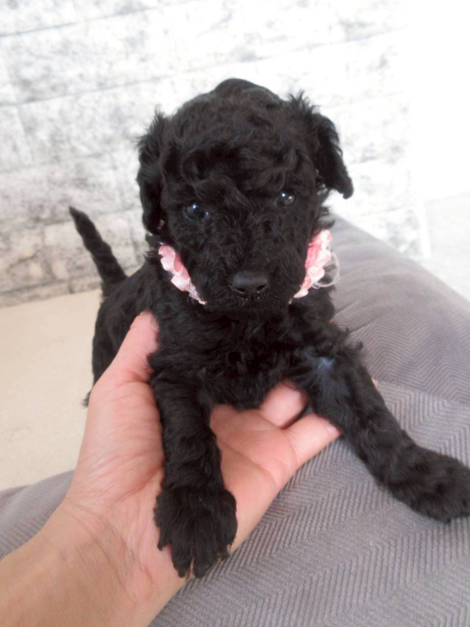 トイプードル　ご家族様が決まりました。