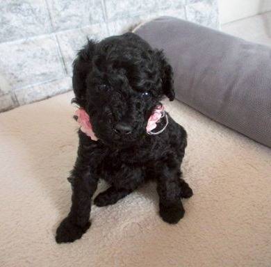 トイプードル　ご家族様が決まりました。