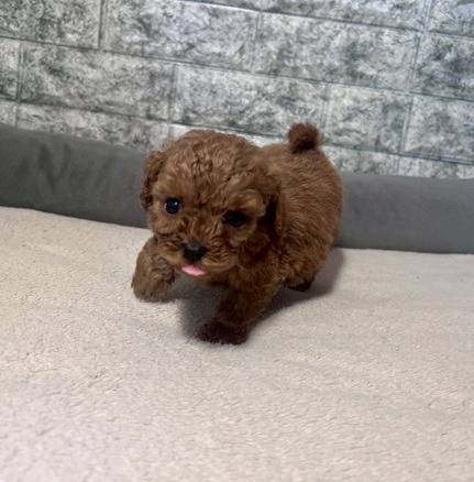 トイプードル　ご家族様決まりました。