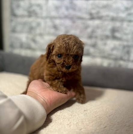 トイプードル　ご家族様決まりました。