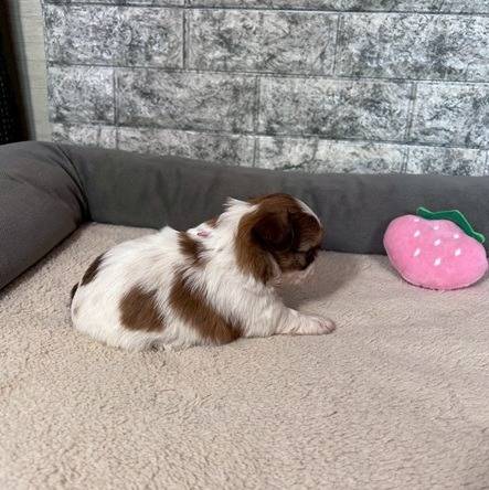 チワシーズー（チワワ×シーズー）ご家族様が決まりました