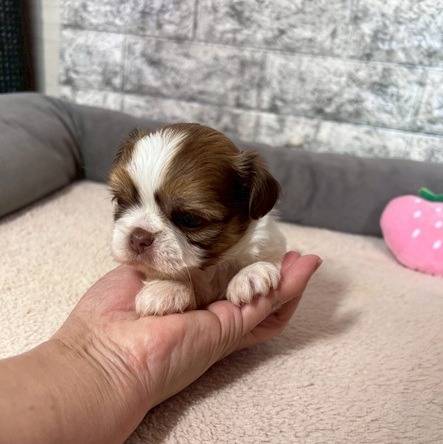 チワシーズー（チワワ×シーズー）ご家族様が決まりました