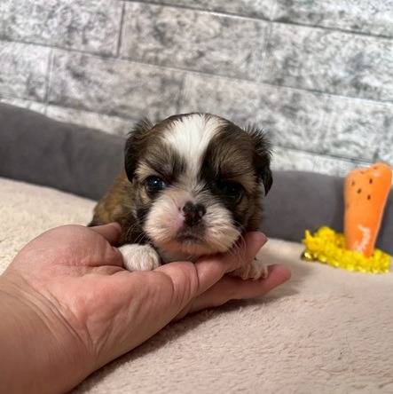 チワシーズー（チワワ×シーズー）ご家族様が決まりました