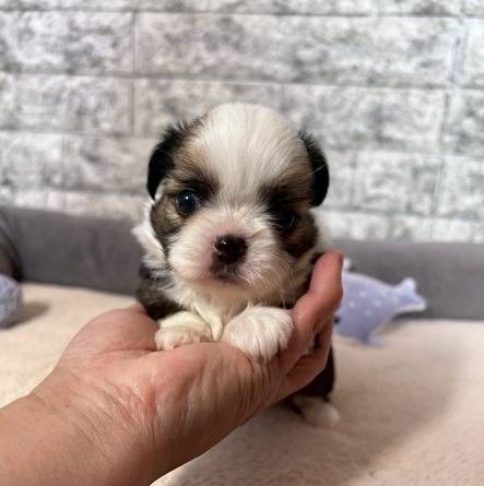 チワシーズーの仔犬の見学が出来るようになりました🐶岐阜県養老町のブリーダーワンダフルパピーです