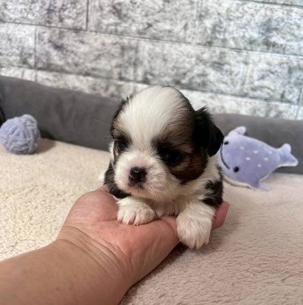 チワシーズー（チワワ×シーズー）ご家族様が決まりました