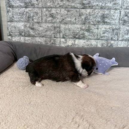 チワシーズー（チワワ×シーズー）ご家族様が決まりました