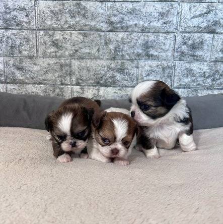 チワシーズー（チワワ×シーズー）ご家族様が決まりました