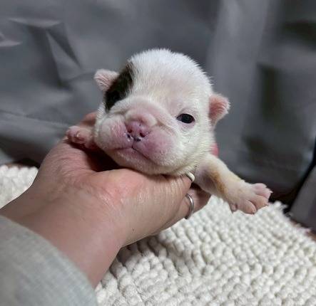 ブルドッグの仔犬のお目目があきました👀❤岐阜県養老町のブリーダーワンダフルパピーです。