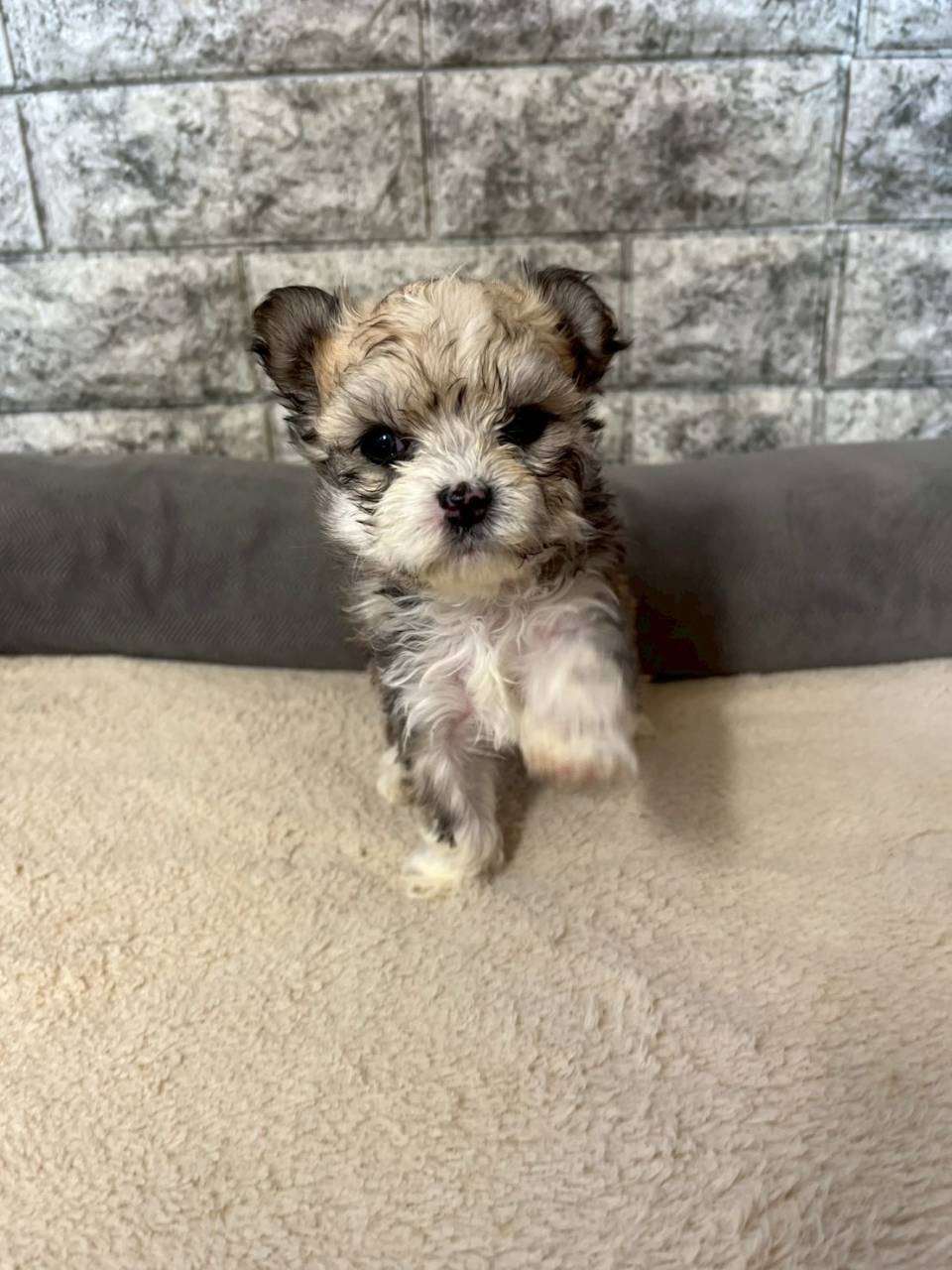 マルチワ（マルチーズ×チワワ）ご家族様が決まりました。