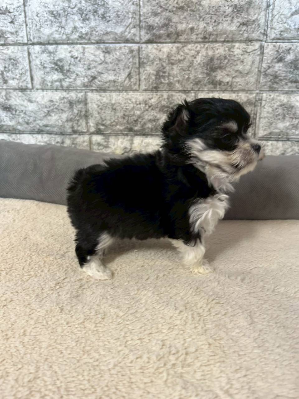 マルチワ（マルチーズ×チワワ）ご家族様が決まりました。