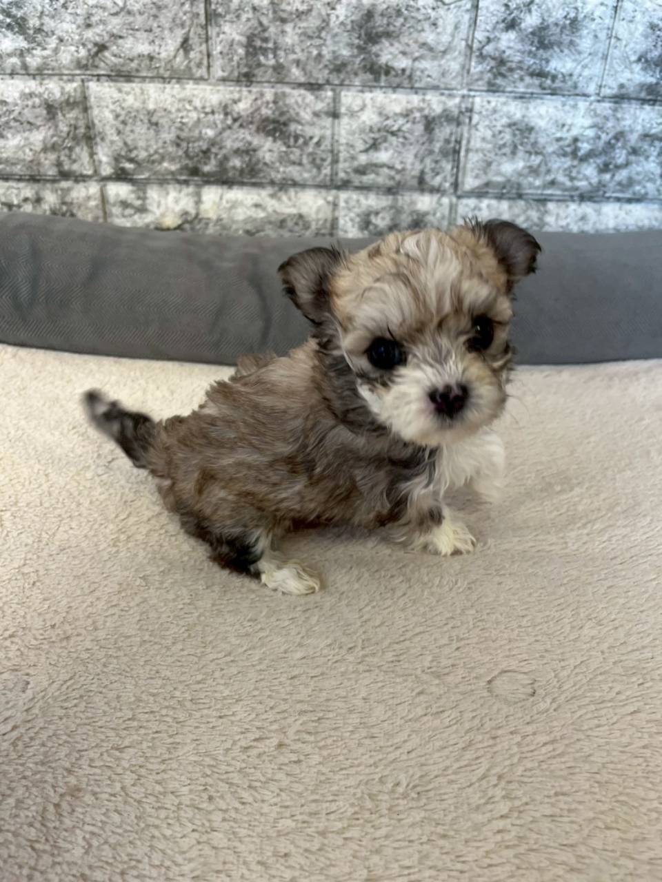 マルチワ（マルチーズ×チワワ）ご家族様が決まりました。