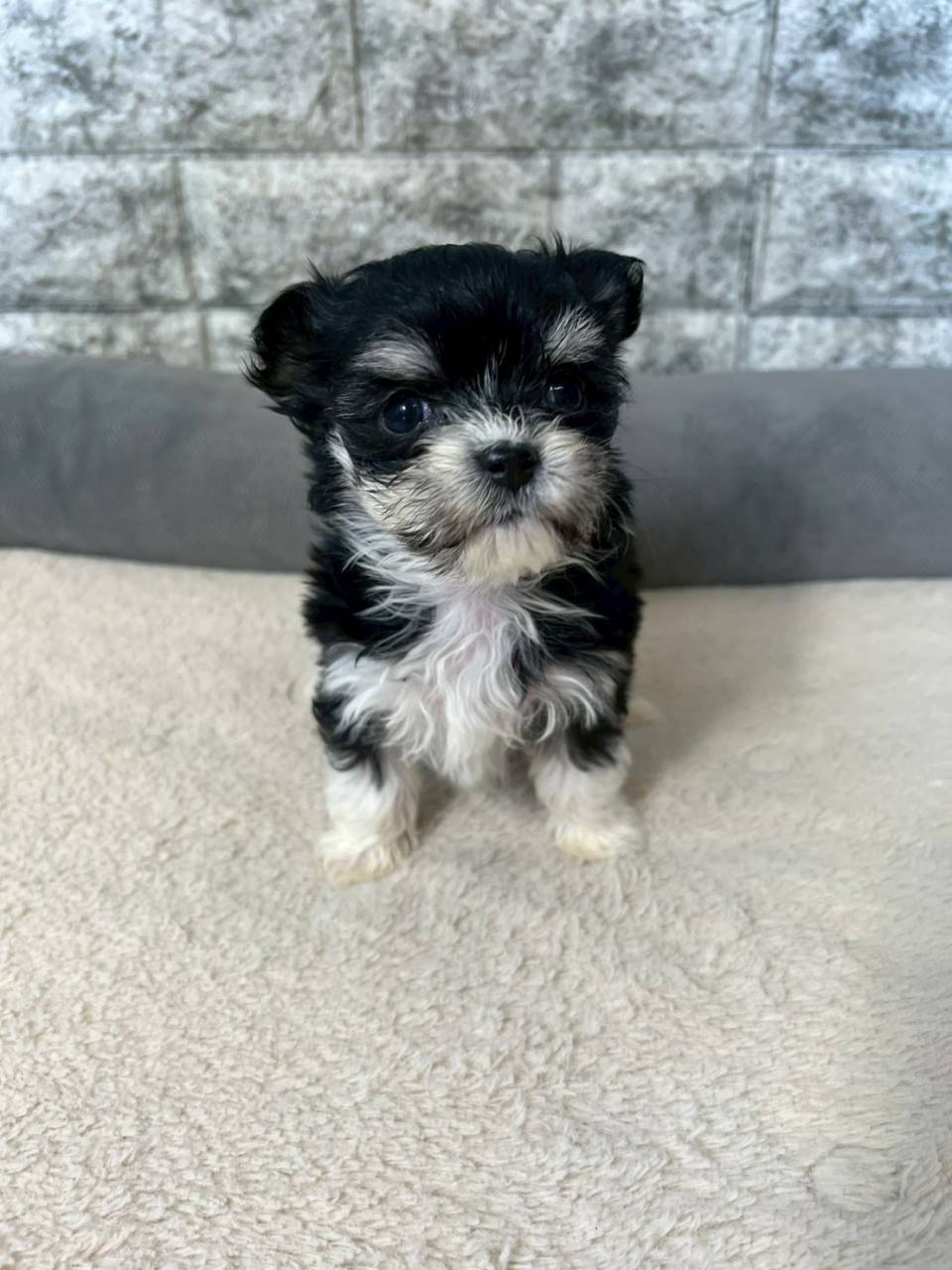 マルチワ（マルチーズ×チワワ）ご家族様が決まりました。