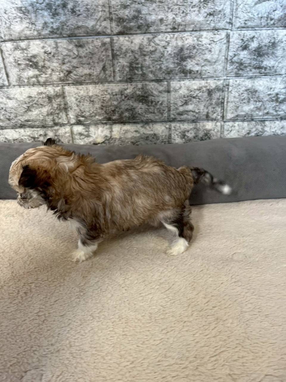 マルチワ（マルチーズ×チワワ）ご家族様が決まりました。