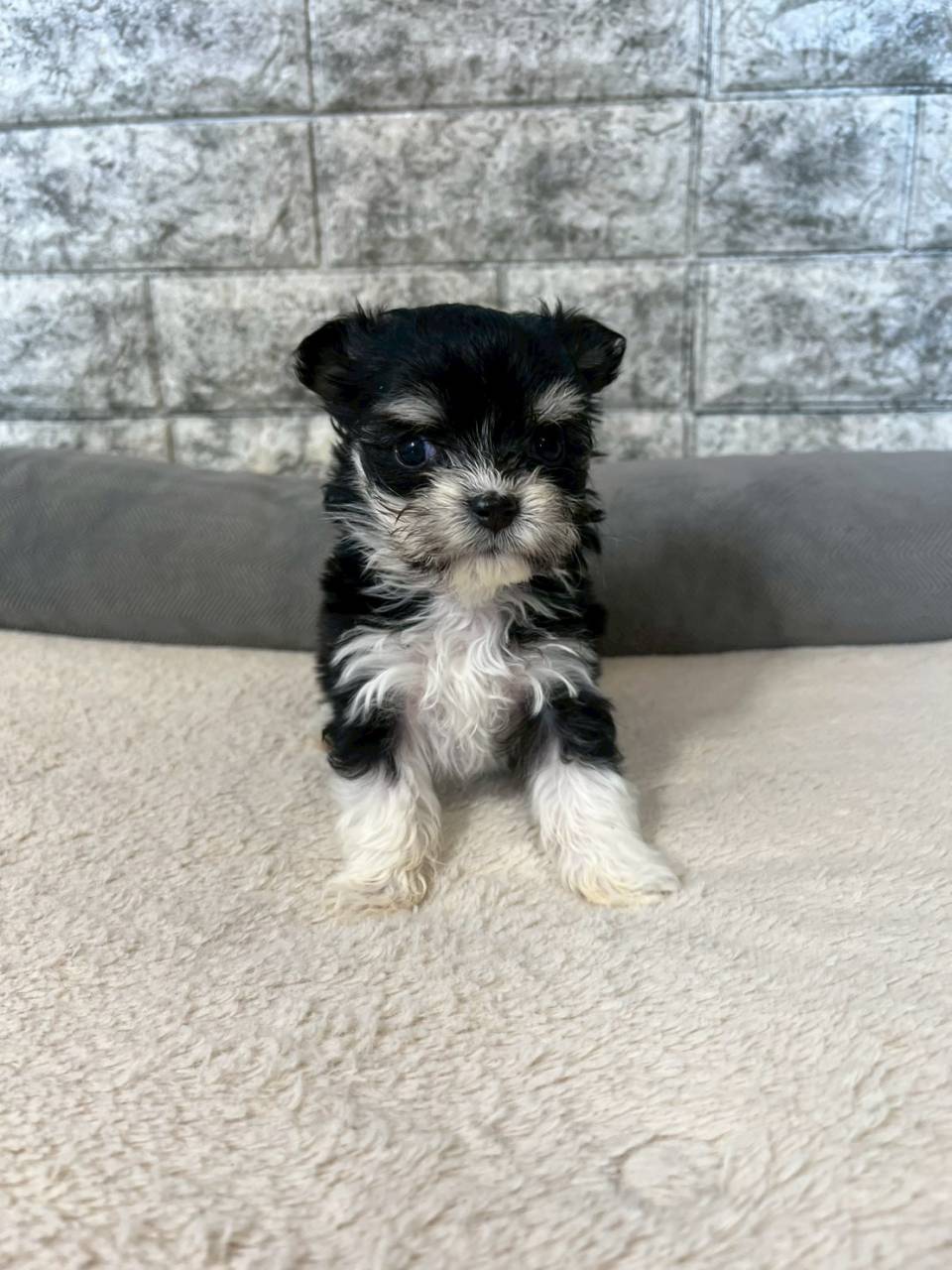 マルチワ（マルチーズ×チワワ）ご家族様が決まりました。