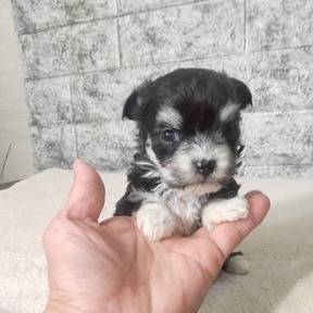 マルチワ（マルチーズ×チワワ）ご家族様が決まりました。