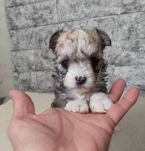 マルチワ（マルチーズ×チワワ）ご家族様が決まりました。